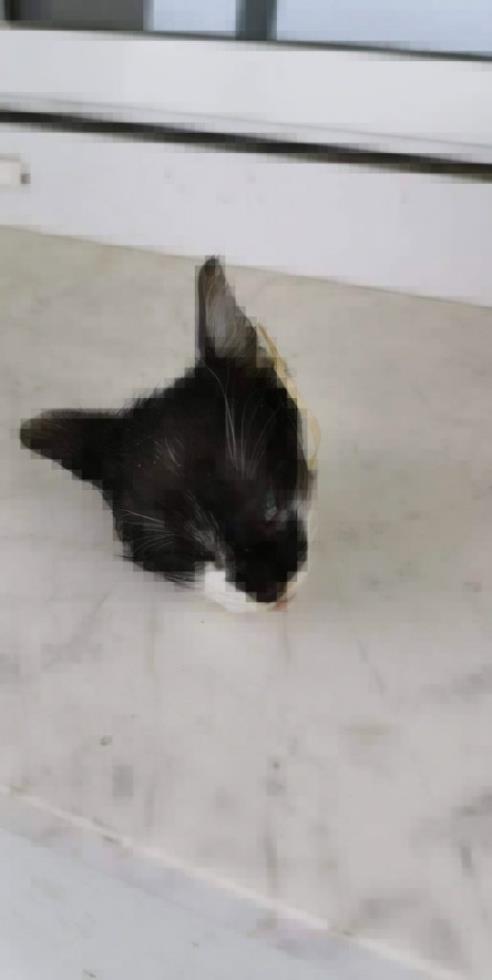4364449855763442 skotomenos-gatos-1-515x1024