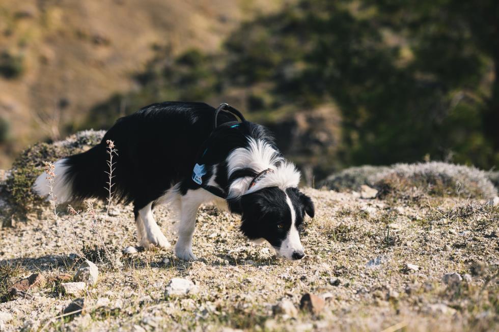 4436995224292937 image