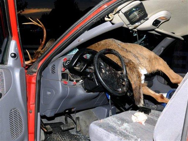Deer Accident