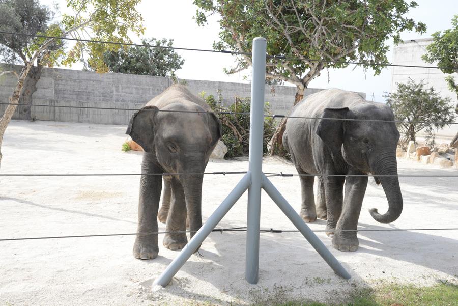 elephantes