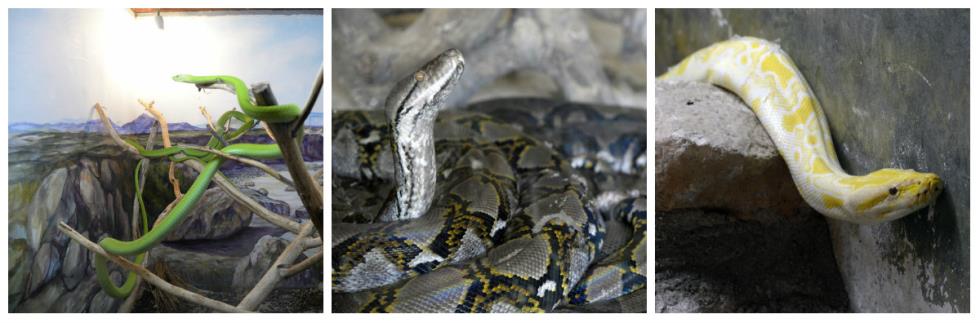 snakes