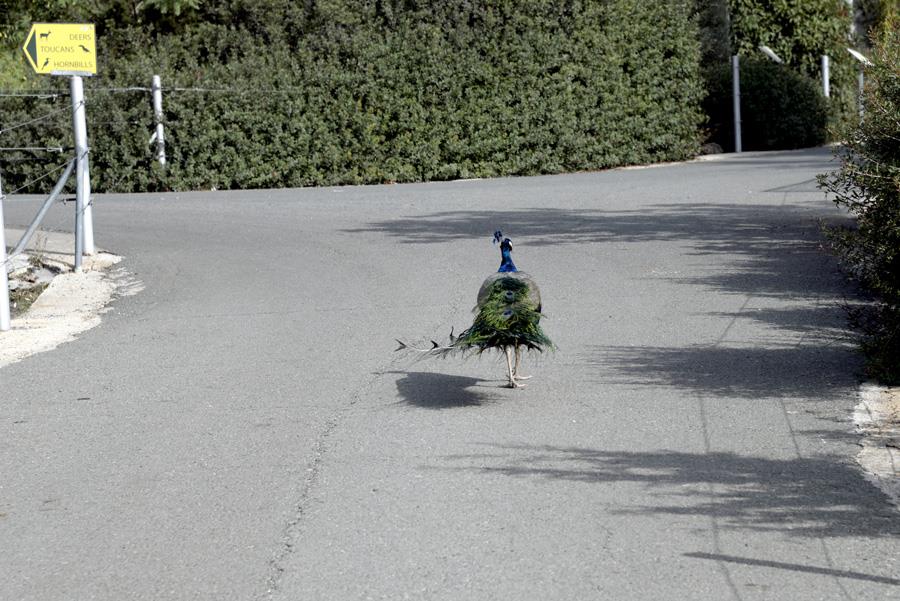 bird