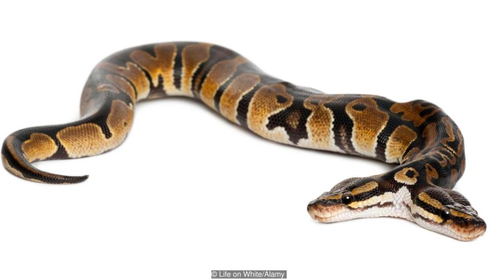 Two headed Royal Python