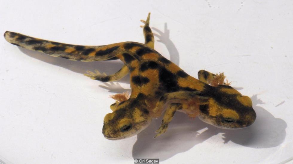 salamandra