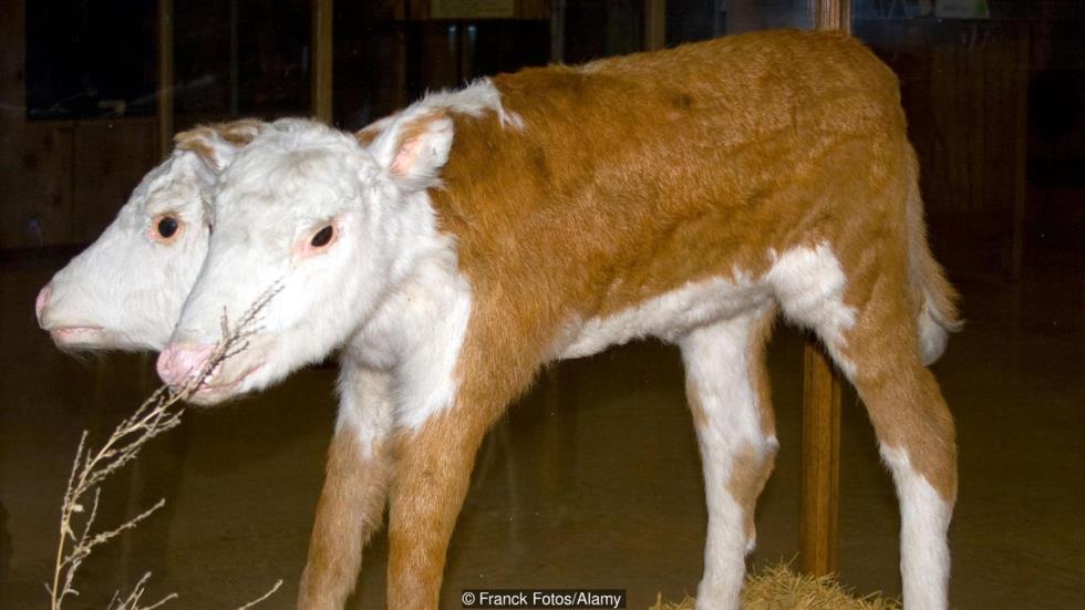 Two headed calf