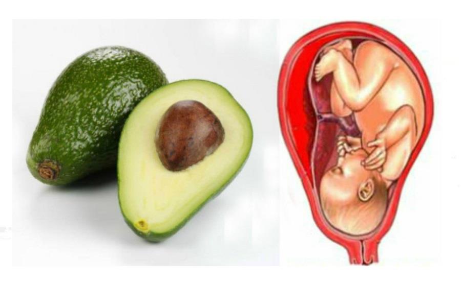 avocanto.jpg