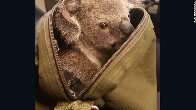 KOALA