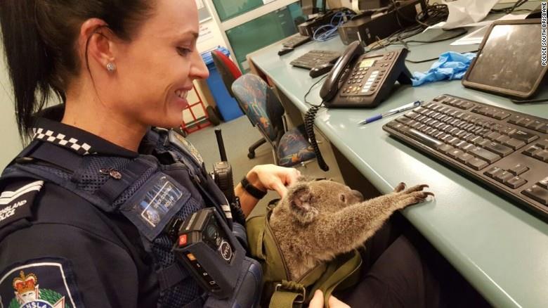 KOALA 2