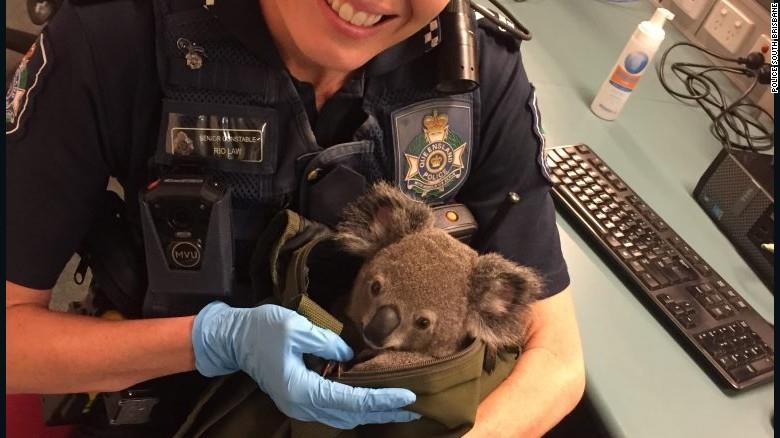 KOALA 4