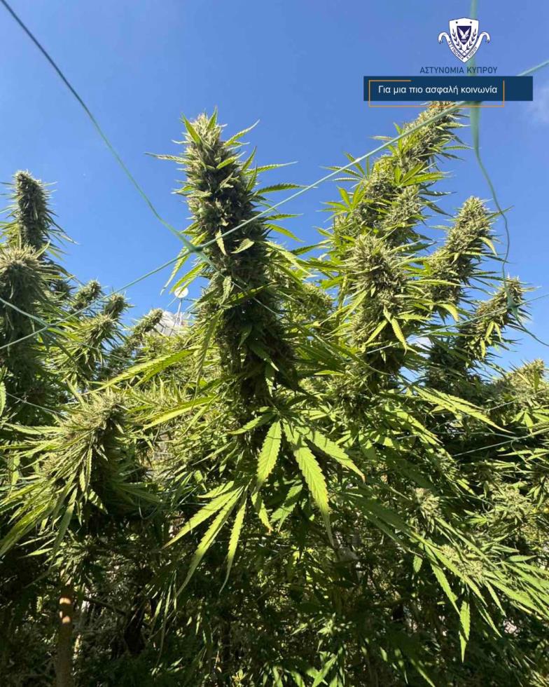 Έστησε εργαστήριο κάνναβης στην οικία του 81χρονος-Την καλλιεργούσε και την αποξήραινε 