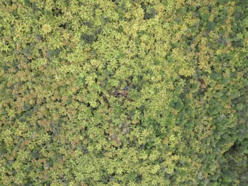 5306972147987943 image