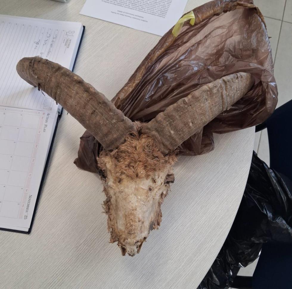 5311577350042927 image