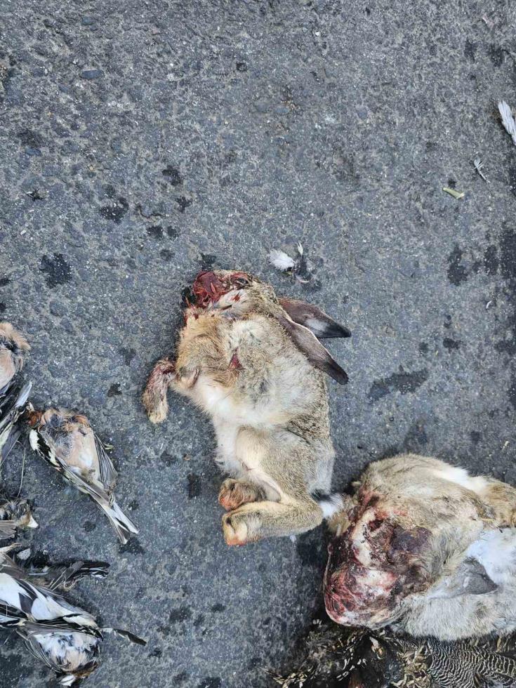 5311577586276531 image