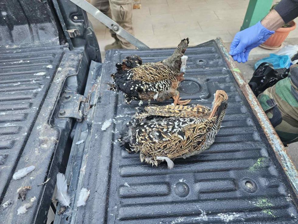 5312130713825138 image