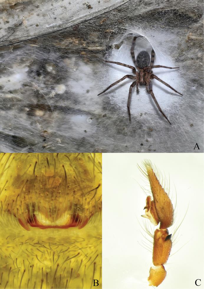 5315919313353421 image