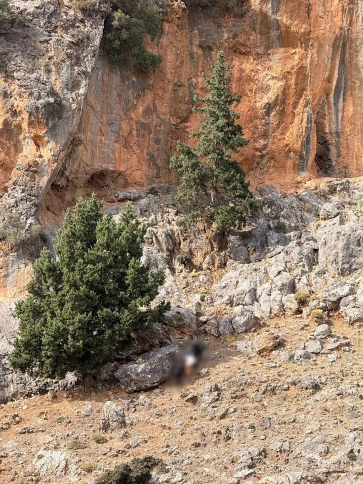 5316586888055155 image