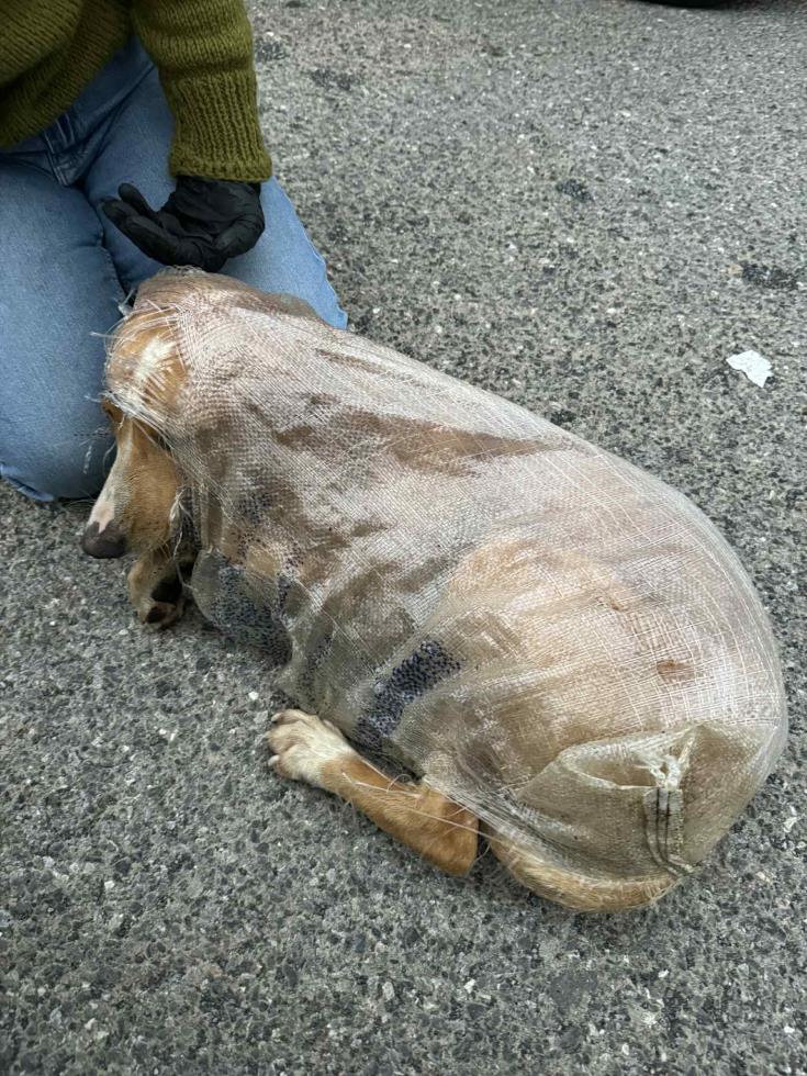 5333121406703919 image