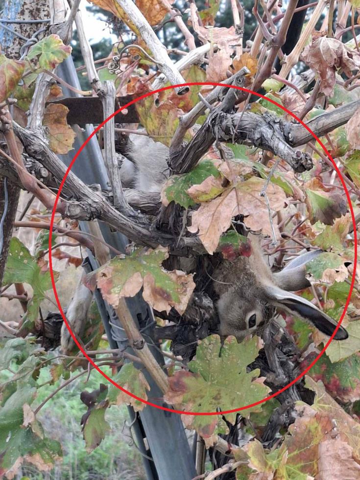 5356389901136004 image