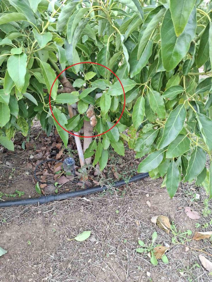 5356389949330056 image