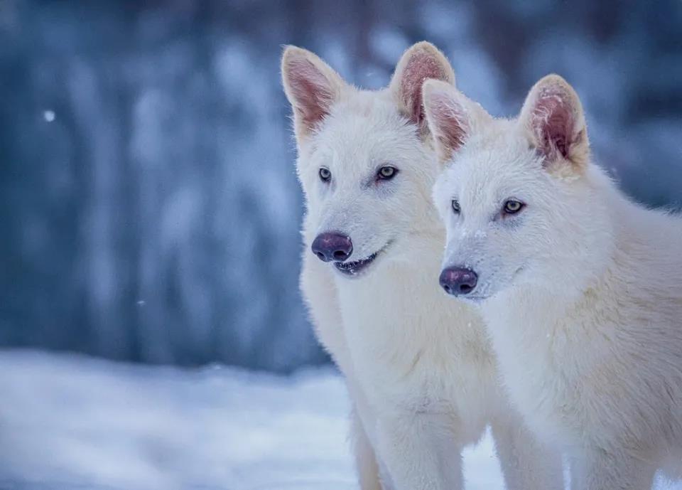 5361823975366368 image