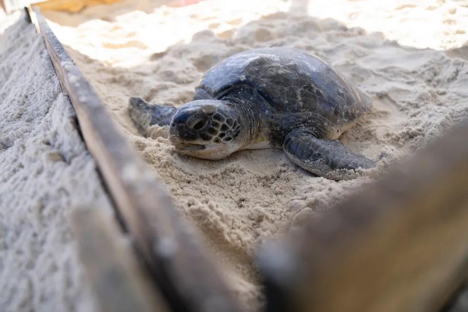 5364077231112634 image