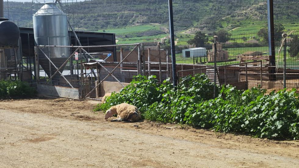 5409059515506529 image