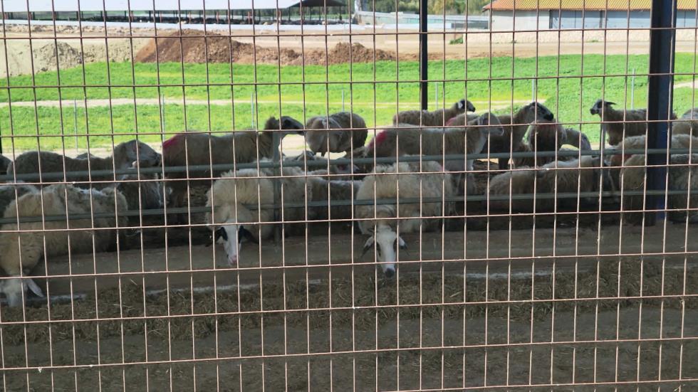 5409059903903622 image