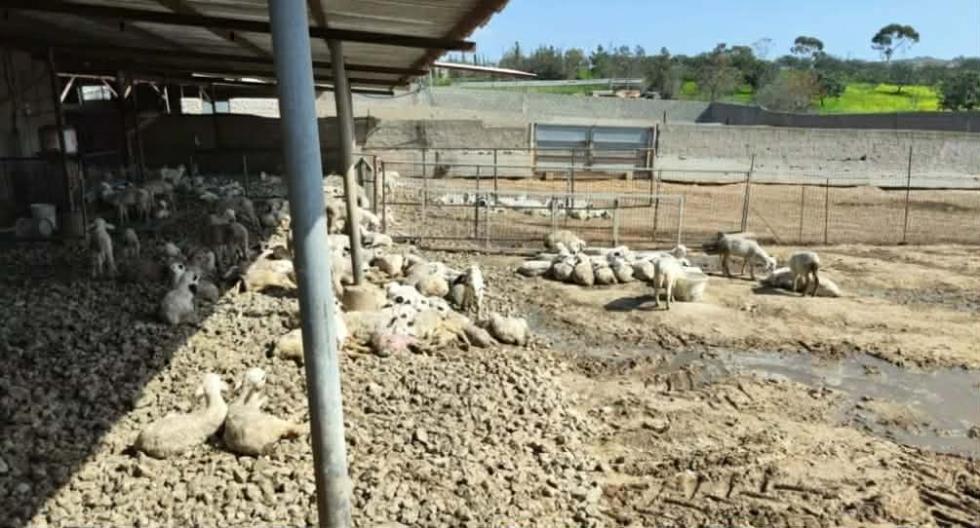 5409074892362730 image