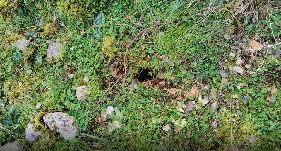 5411119256883185 image