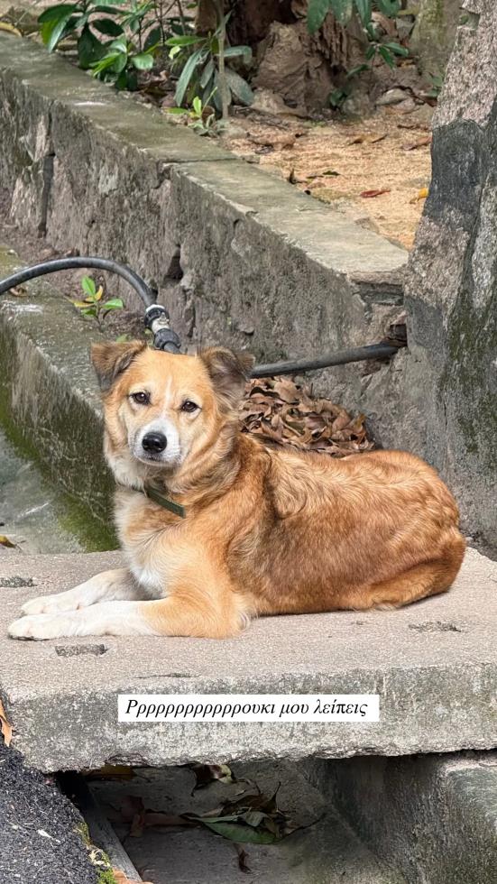 5453994770355365 image