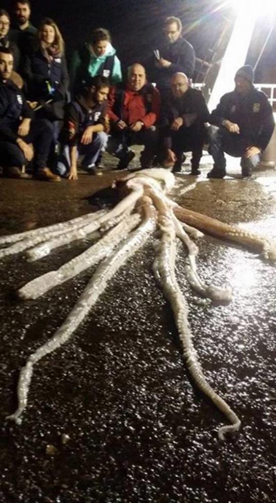 ΤΕΡΑΣΤΙΟ ΚΑΛΑΜΑΡΙ 2