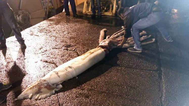 ΤΕΡΑΣΤΙΟ ΚΑΛΑΜΑΡΙ 3