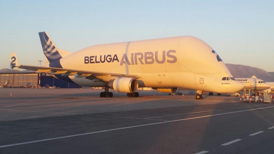 beluga 2