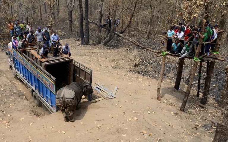 NEPAL-CONVSERVATION-WILDLIFE-RHINO