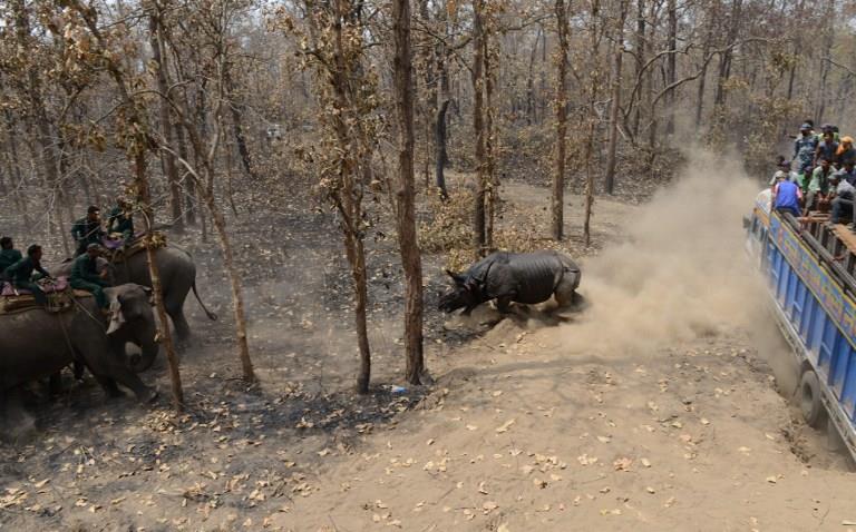 NEPAL-CONVSERVATION-WILDLIFE-RHINO