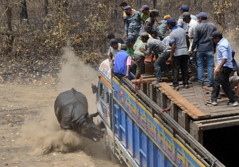 NEPAL-CONVSERVATION-WILDLIFE-RHINO