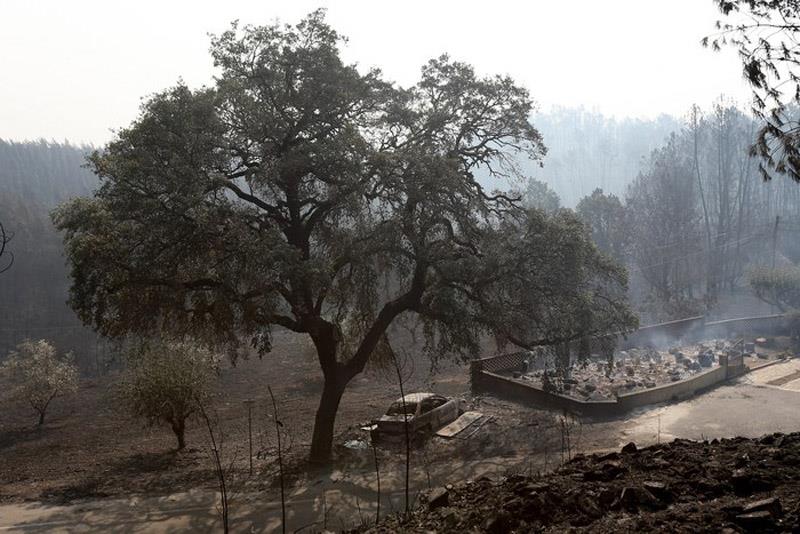 PORTUGAL FOREST FIRES