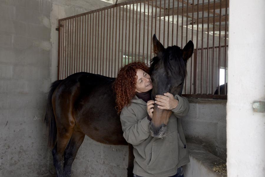 horse in