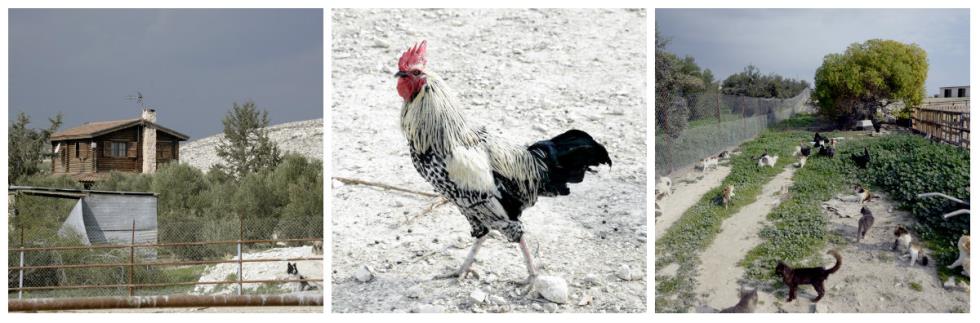 Κάθε ζώο έχει το δικό του όνομα