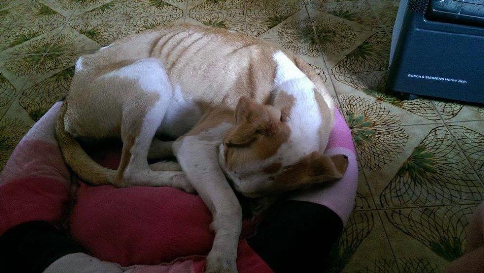 dog 4