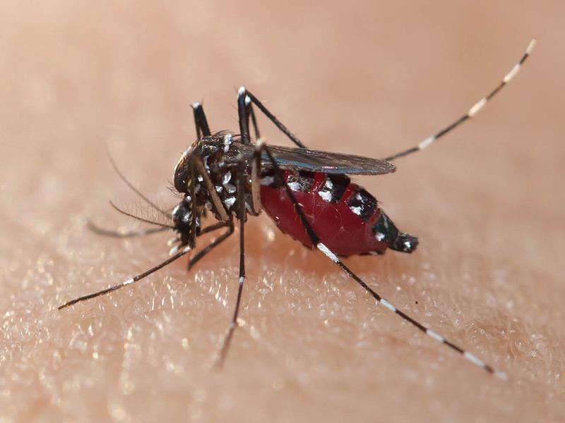 ZIKA KOUNOYPI