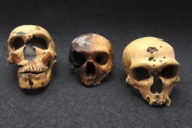 First Draft of Neanderthal Genome Decoded
