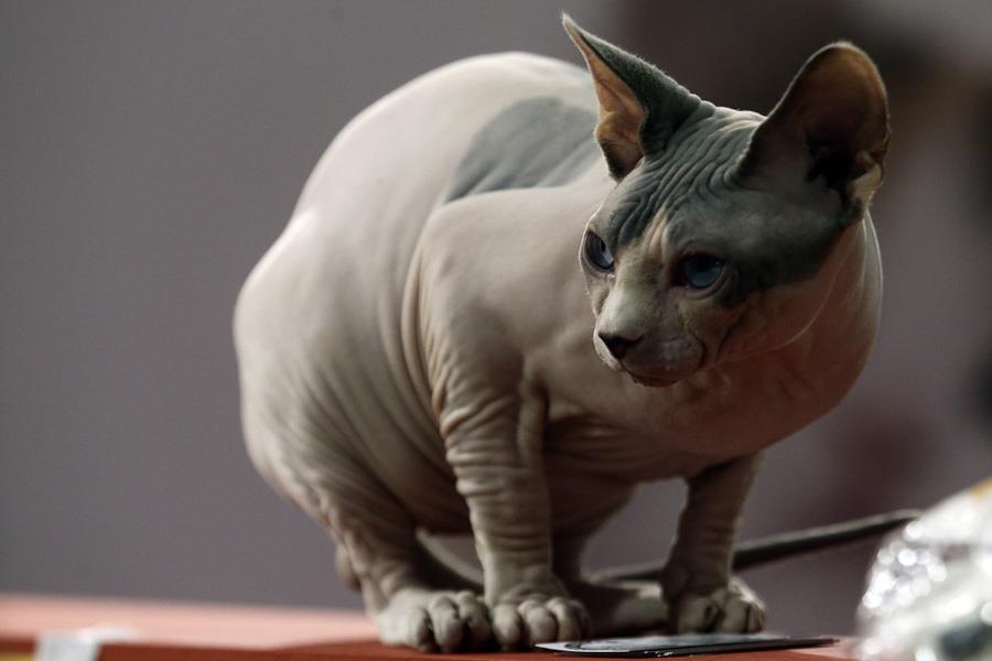 ΦΕΣΤΙΒΑΛ ΓΑΤΑΣΓάτα ράτσας sphynx