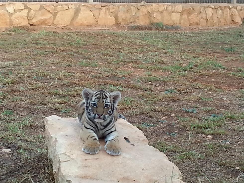 Pahpos zoo 2