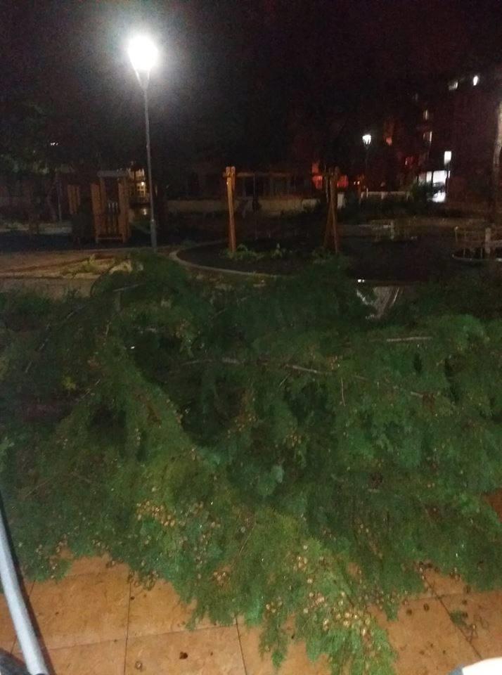 ΔΕΝΤΡΟ 