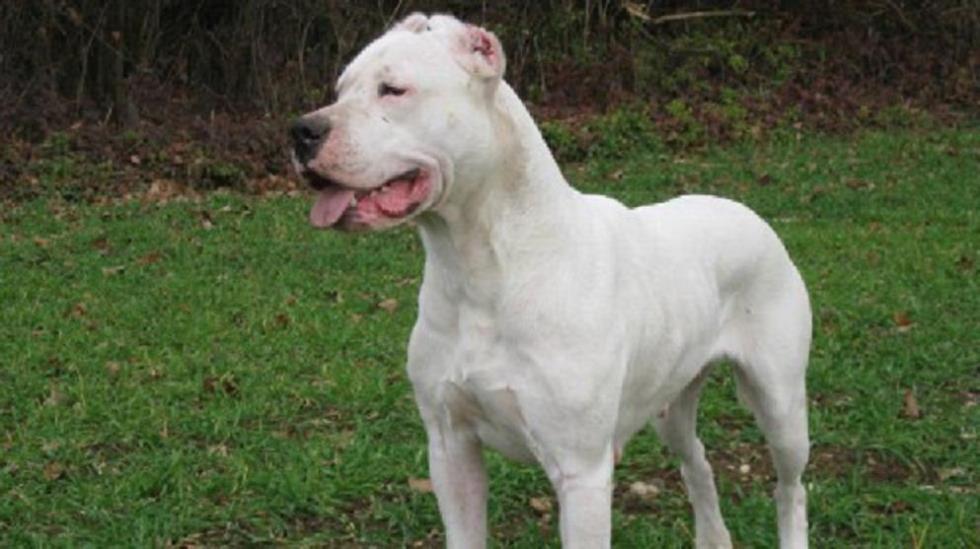 Dogo Argentino
