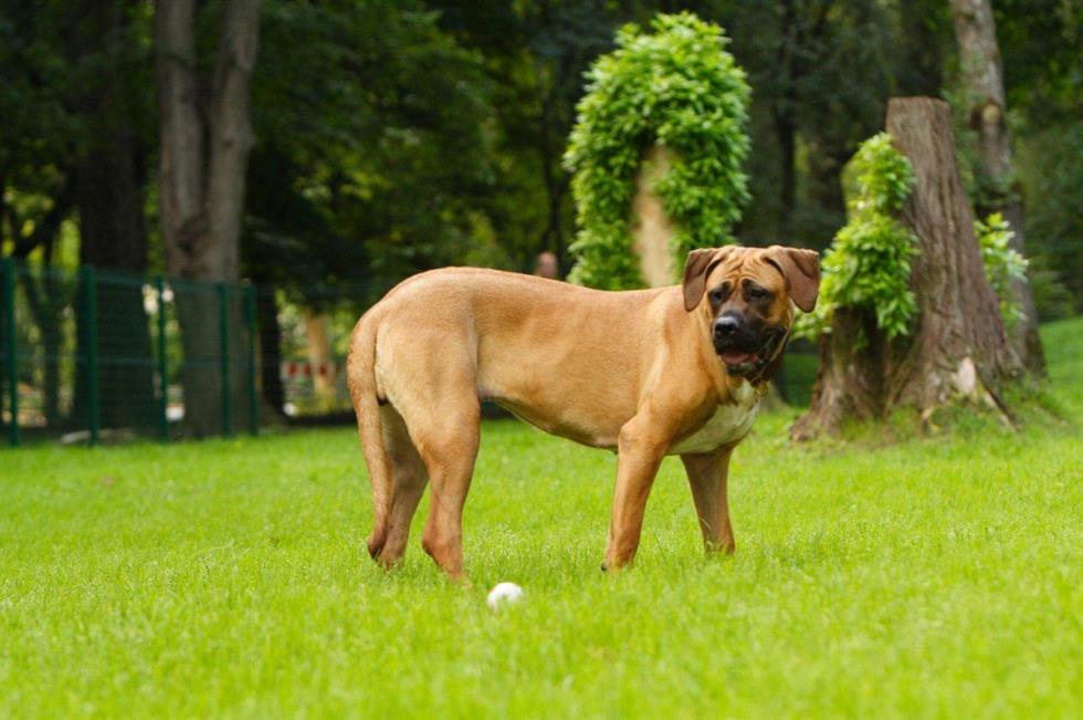 Japanese Tosa ή Tosa Inu