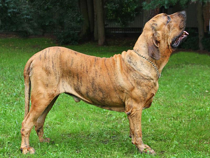 Fila Brasileiro ή Brazilian Mastiff