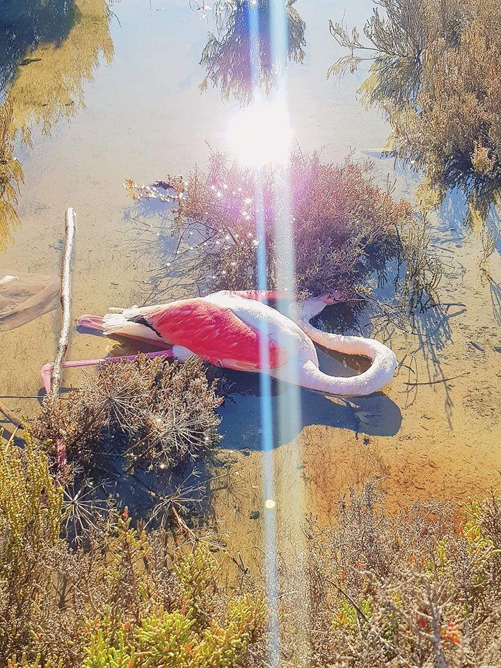 flamingo2