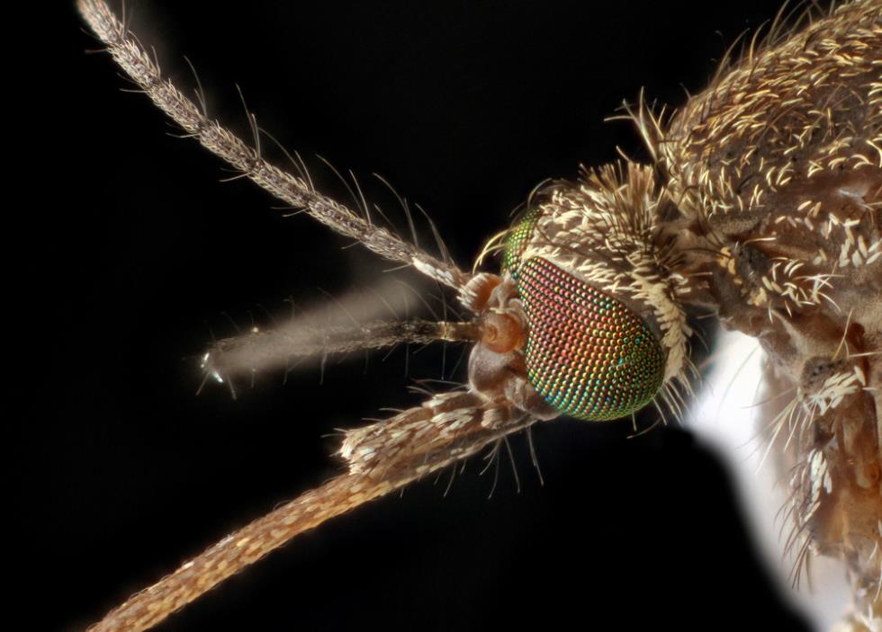FEMALE CULEX